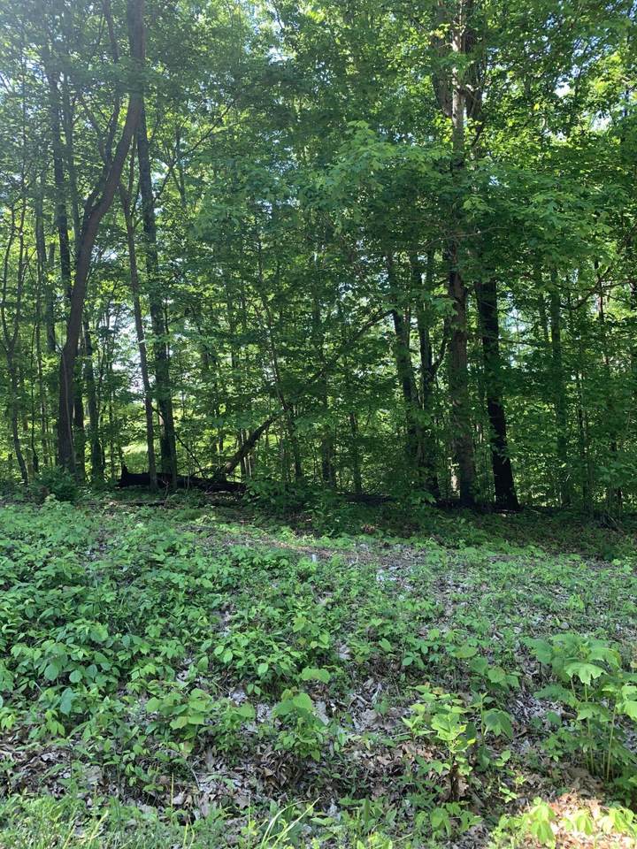 Pine Hollow - Photo 1