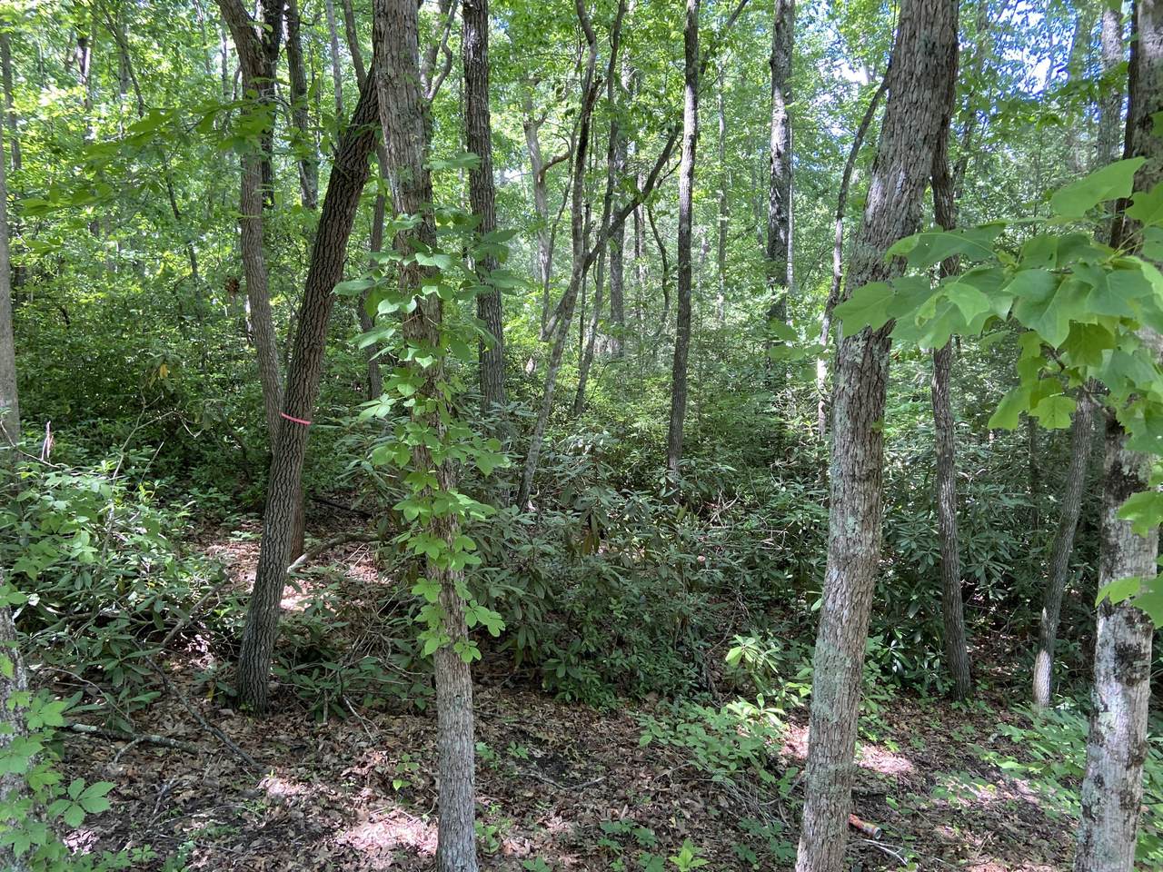 Bea Lee Road Rd - Photo 1