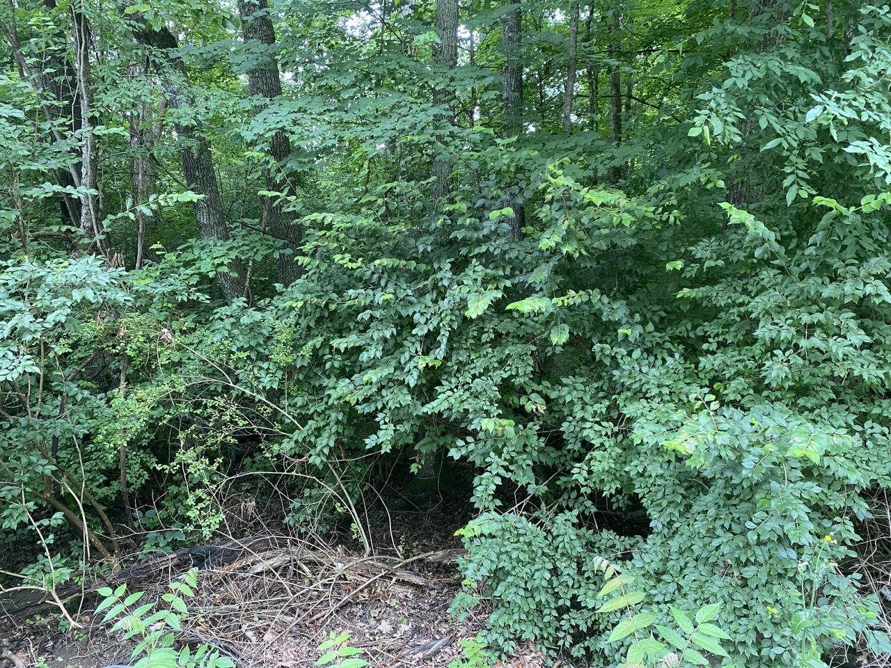 Milroy Lane - Photo 1