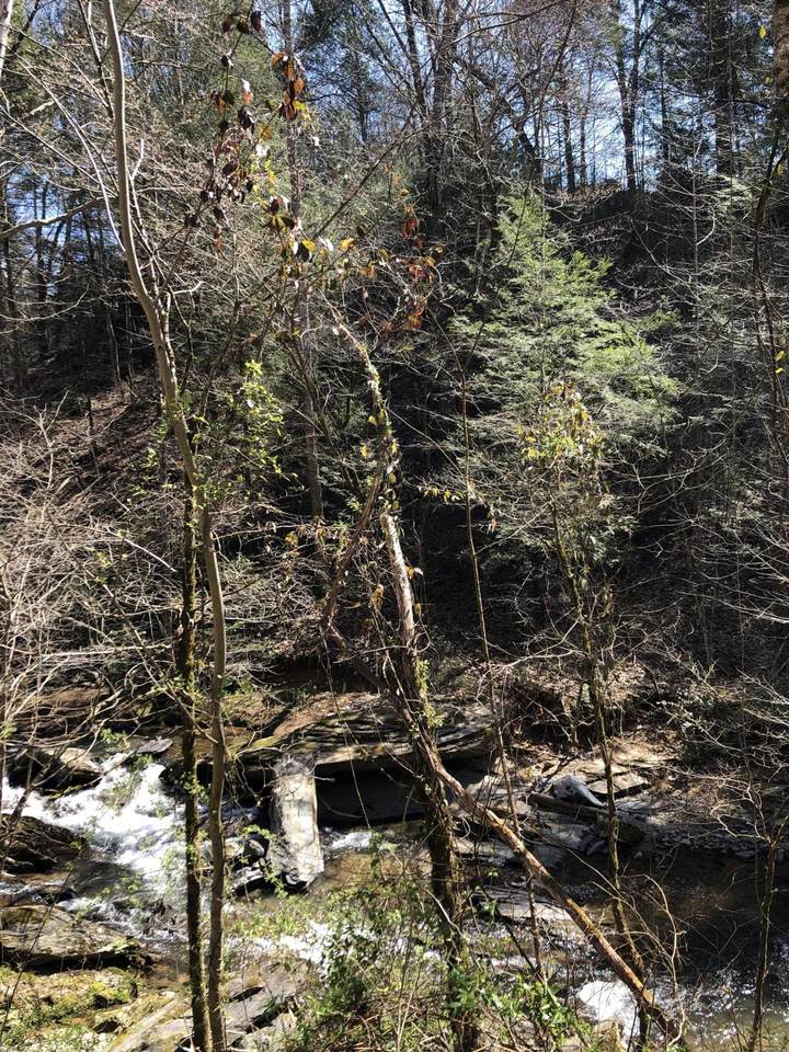 Lot 6 Old Birds Creek Road - Photo 1