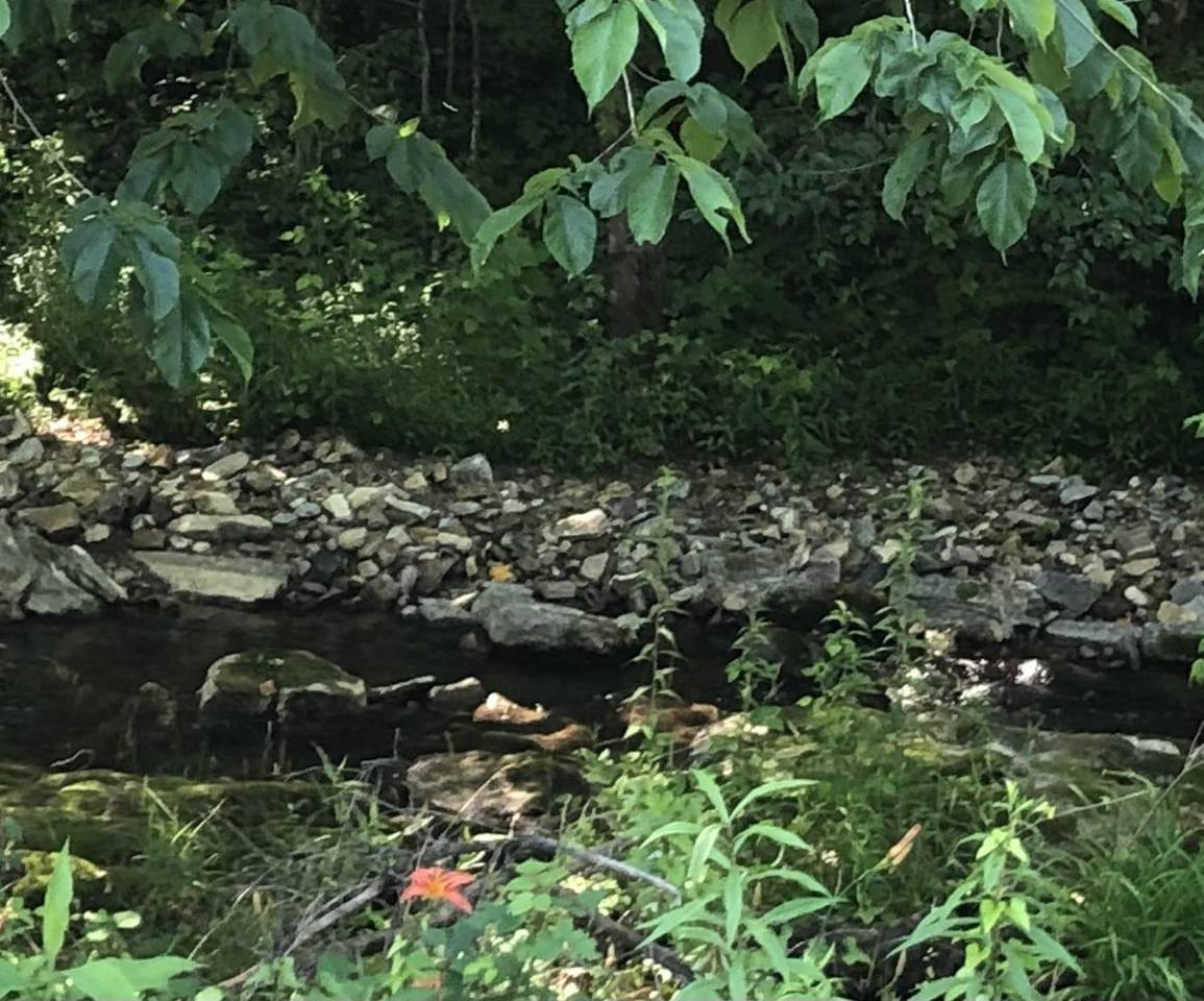 TBD Jackson Hollow Rd - Photo 1