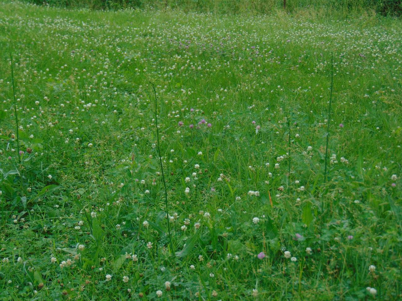 Starling Lane - Photo 1
