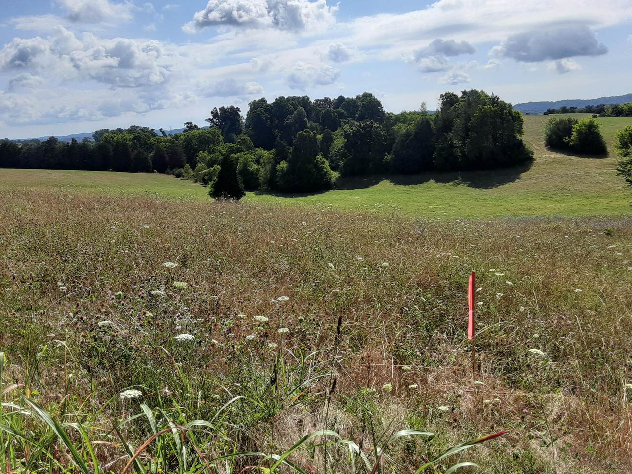 Lot 31 Forgety Rd - Photo 1