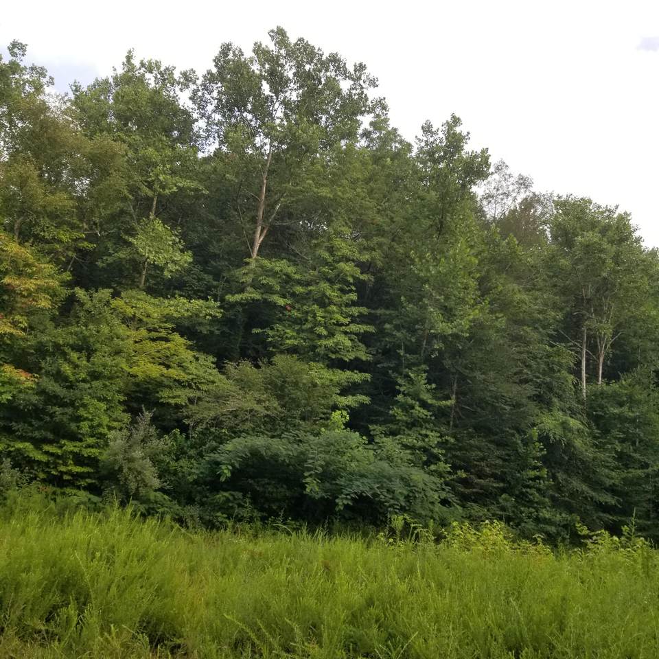 Stoney Fork Rd - Photo 1