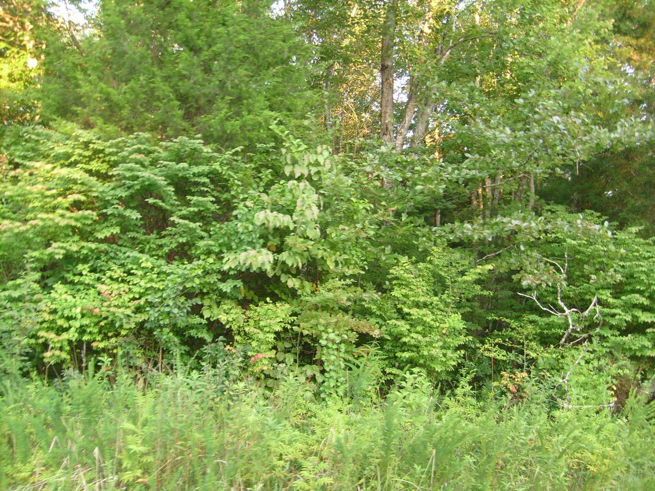 918 Boanna Lane - Photo 1