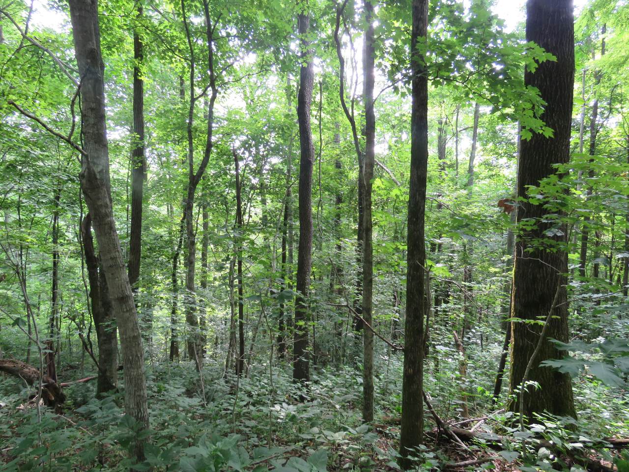181 AC Crabtree Lane - Photo 1