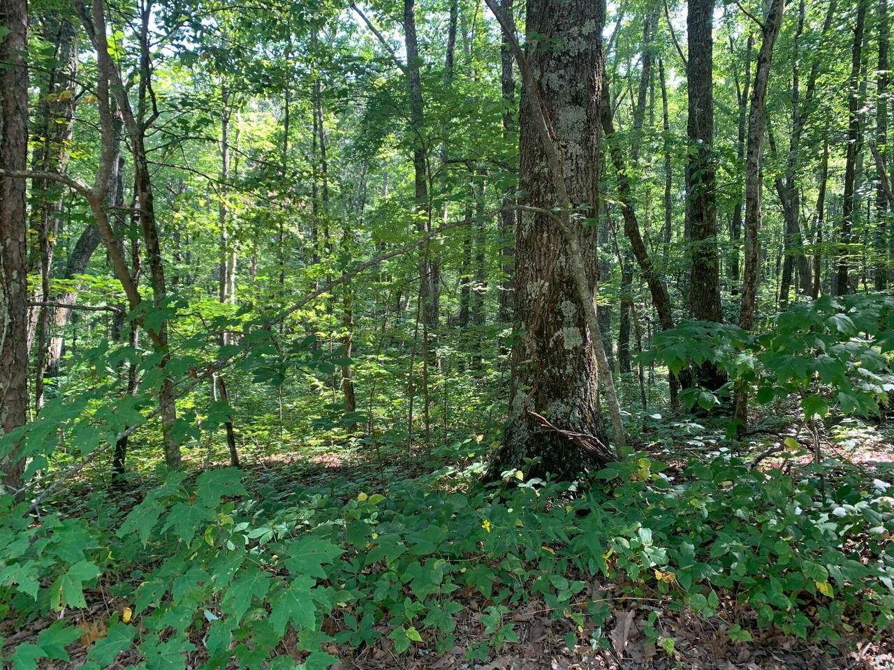 Lot 330, Renegade Mountain Pkwy - Photo 1