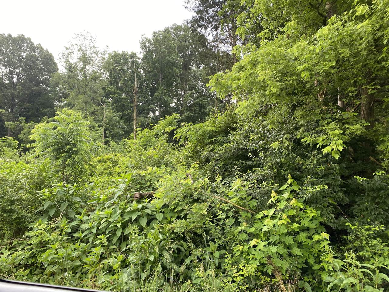 Skyline Drive - Photo 1