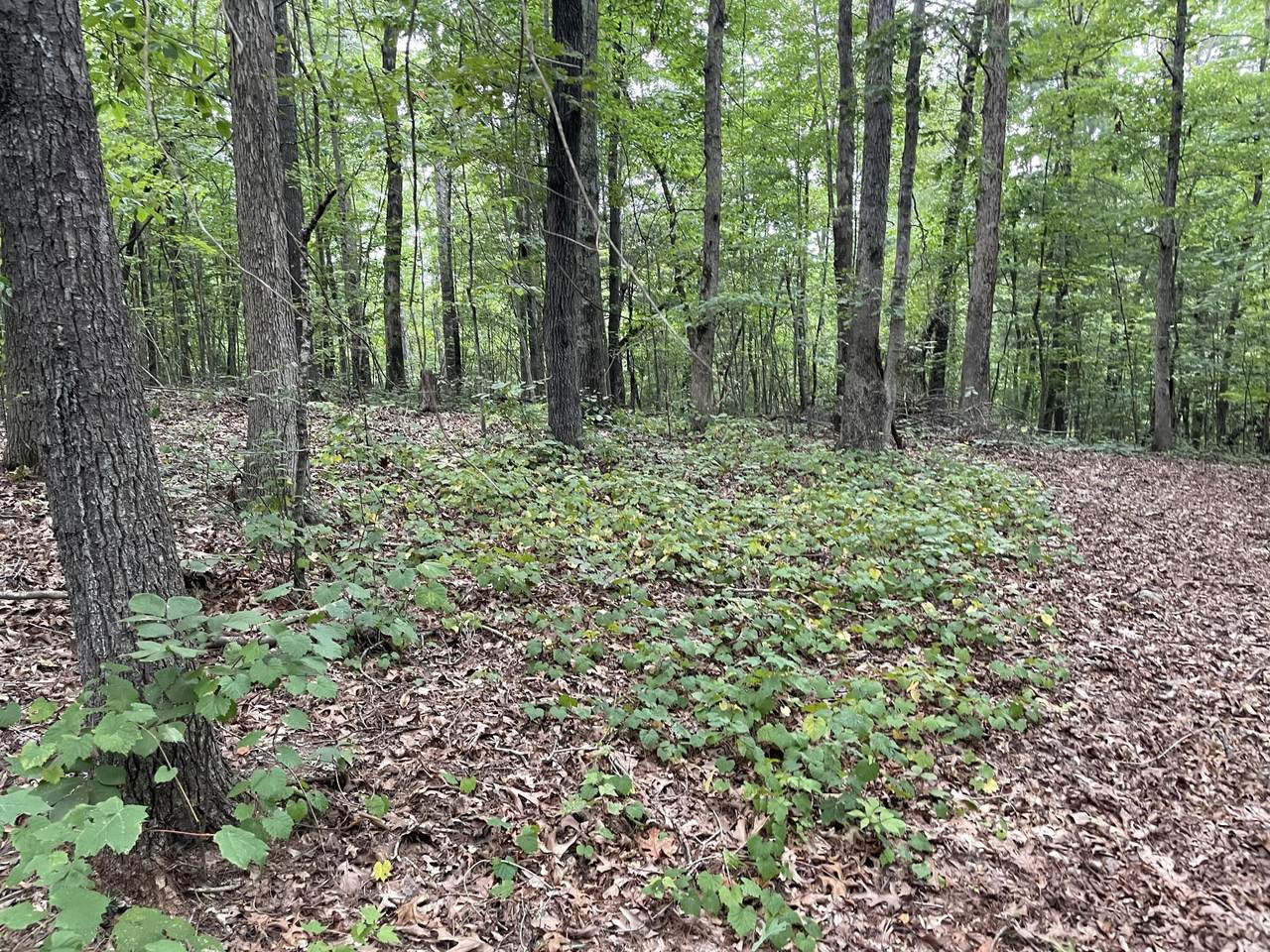Roane State Hwy - Photo 1