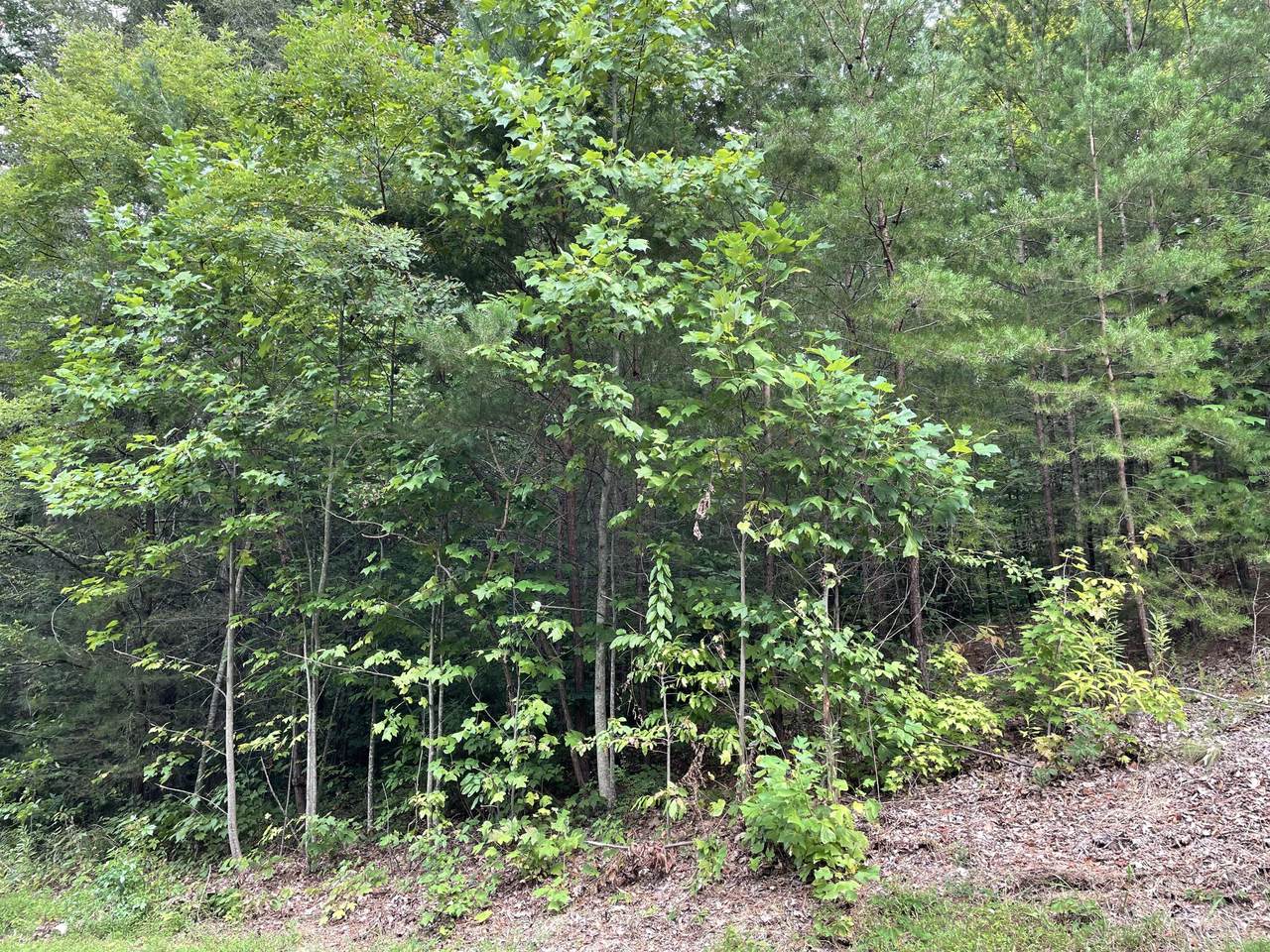 Lot 28 Burning Oaks Drive - Photo 1