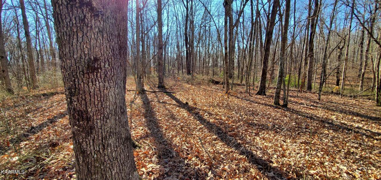 Cliff Park Rd - Photo 1