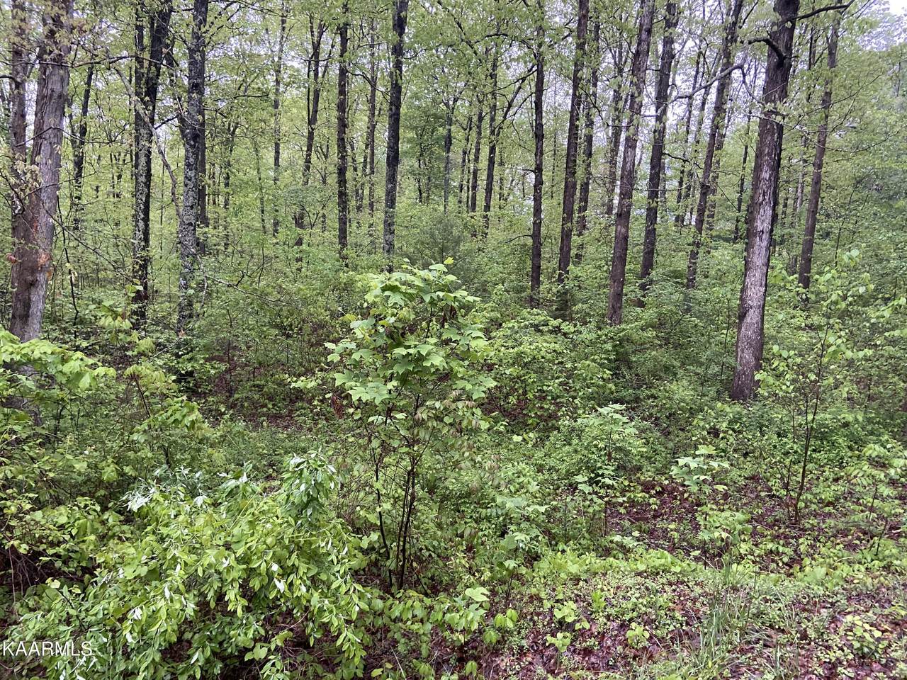 Whispering Pines - Photo 1