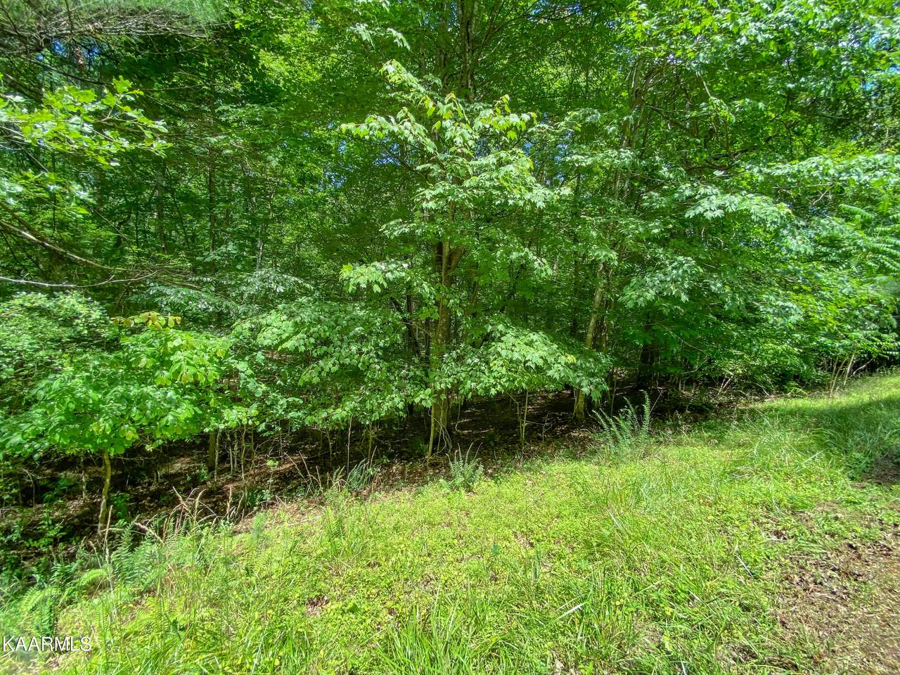 Lot 100 Pin Oak - Photo 1