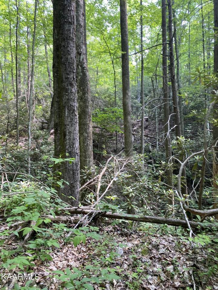 Lot 64 Sycamore St - Photo 1