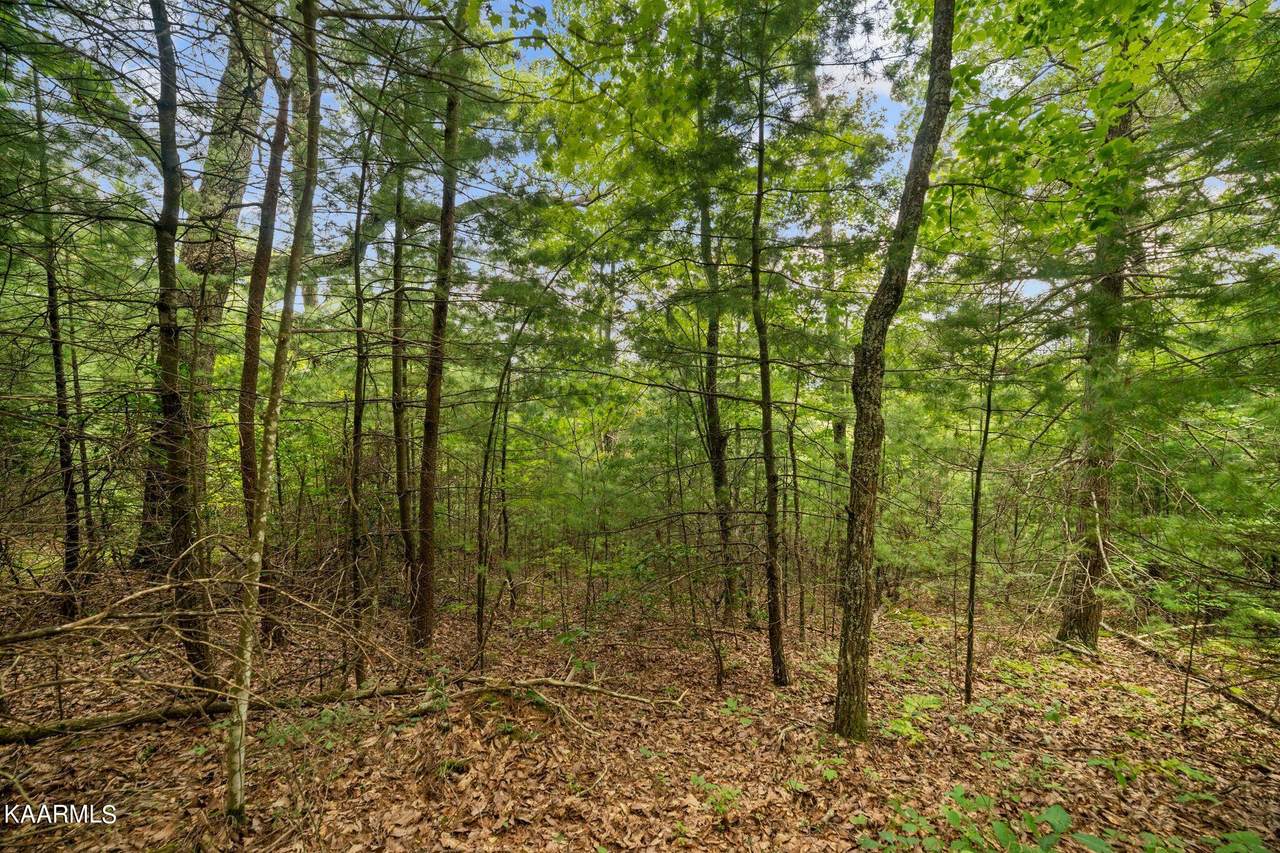 Forest Trail Drive - Photo 1