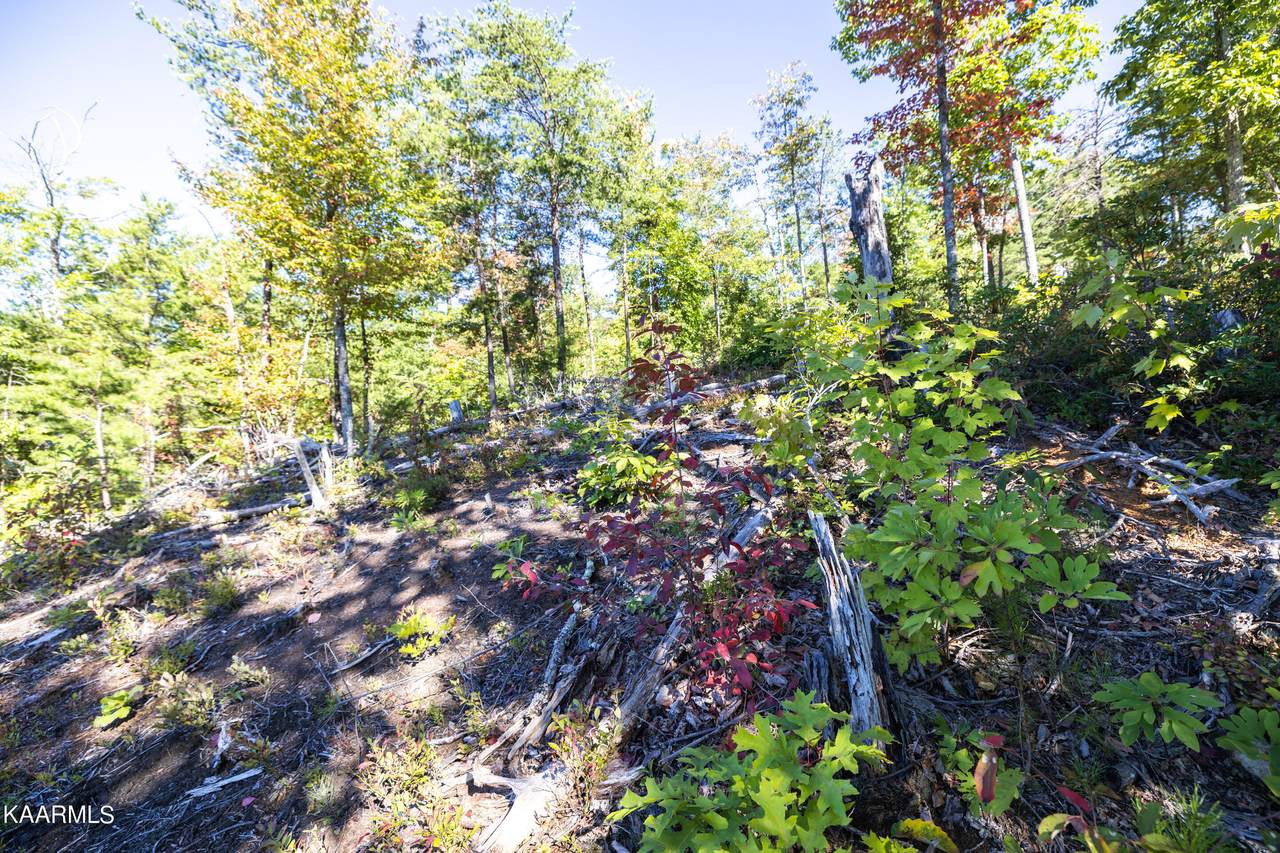 Lot 59 Elm St - Photo 1