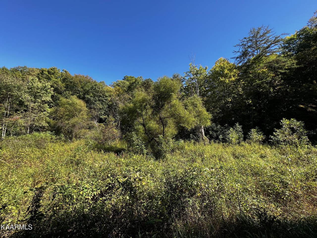 Laurel Fork Rd - Photo 1