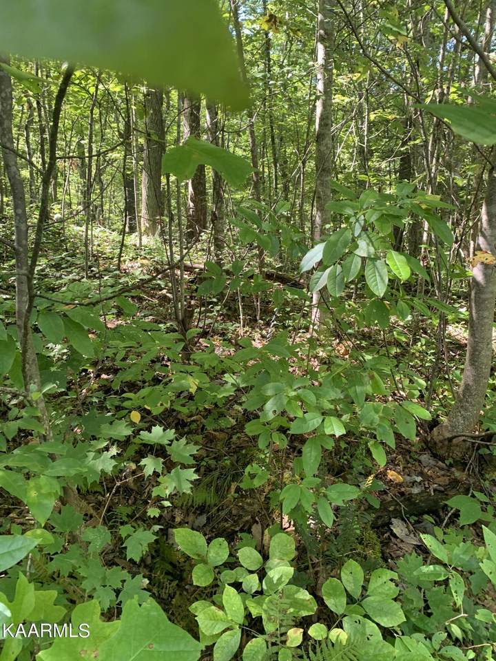 Lake Brook Ln Lane - Photo 1