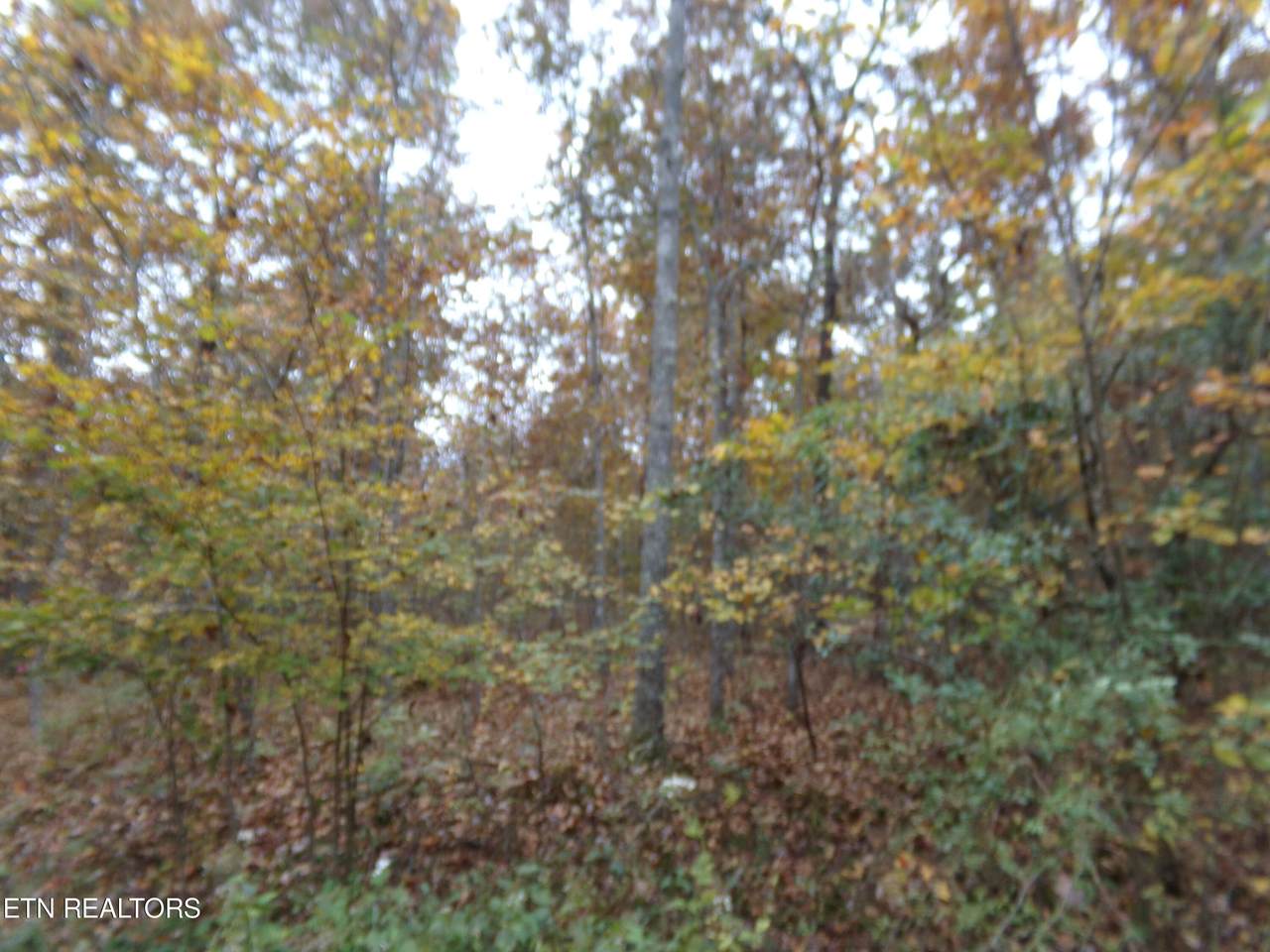 1017 Hileah Drive - Photo 1