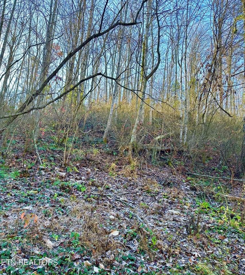 Manis Hollow Rd - Photo 1
