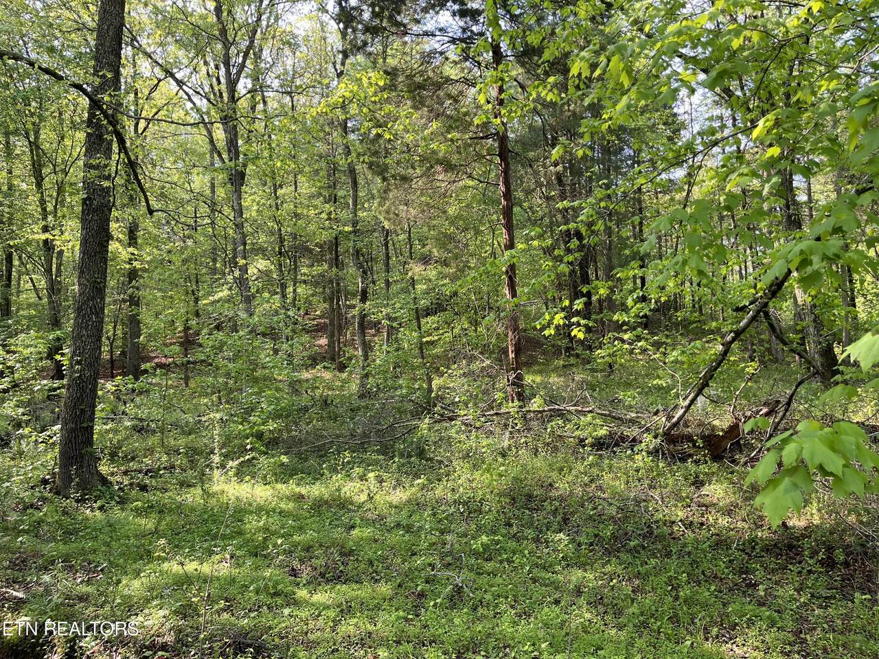 Lot 4 Womack Hollow Road - Photo 1