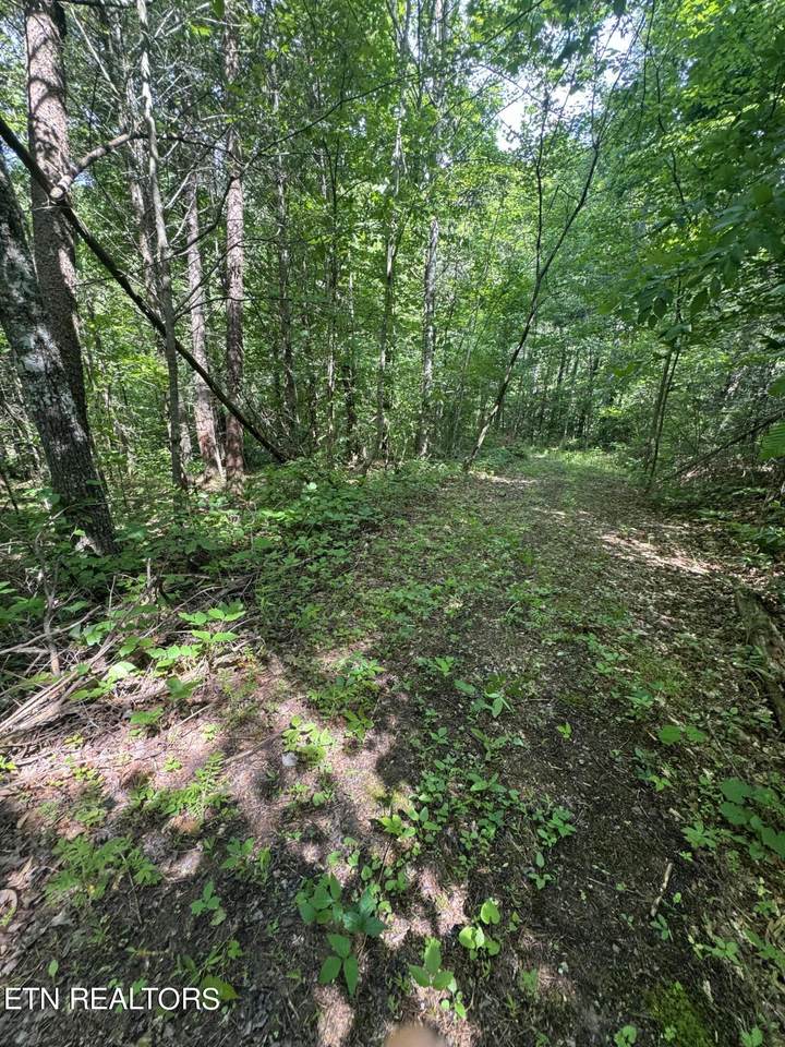 Tall Pines Way - Photo 1