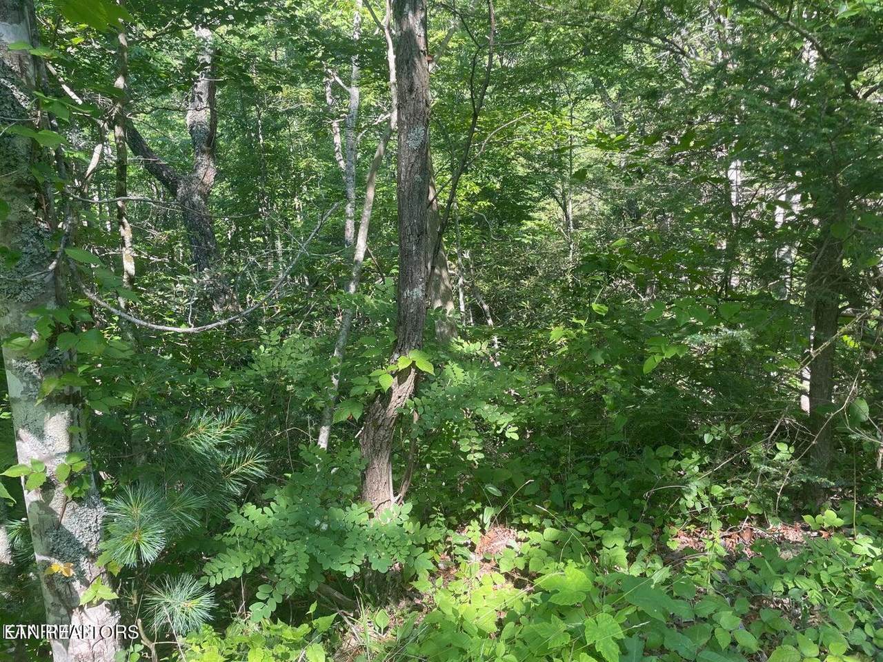 Lot 69 Sycamore St - Photo 1