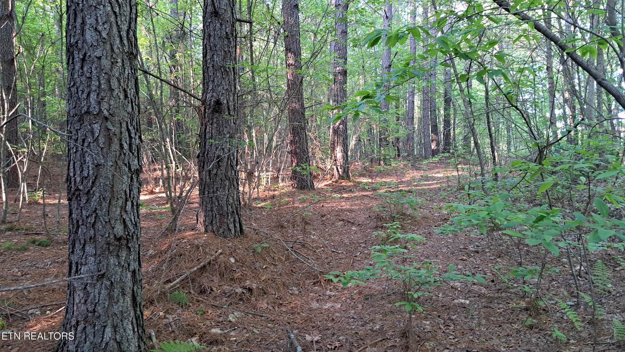 Airport Rd - Lot 21 (Pca) - Photo 1