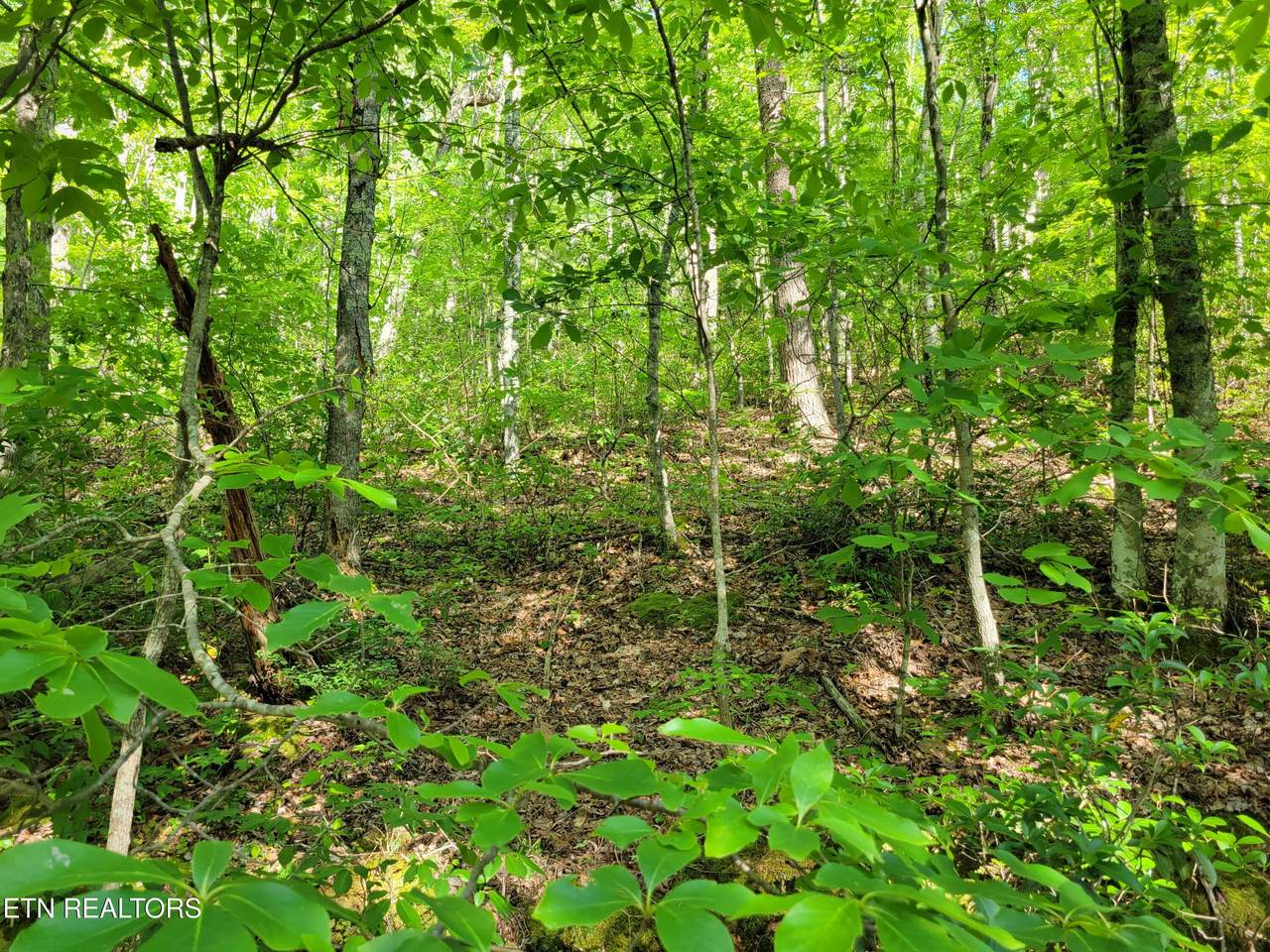 Lot 27 Black Oak Drive - Photo 1