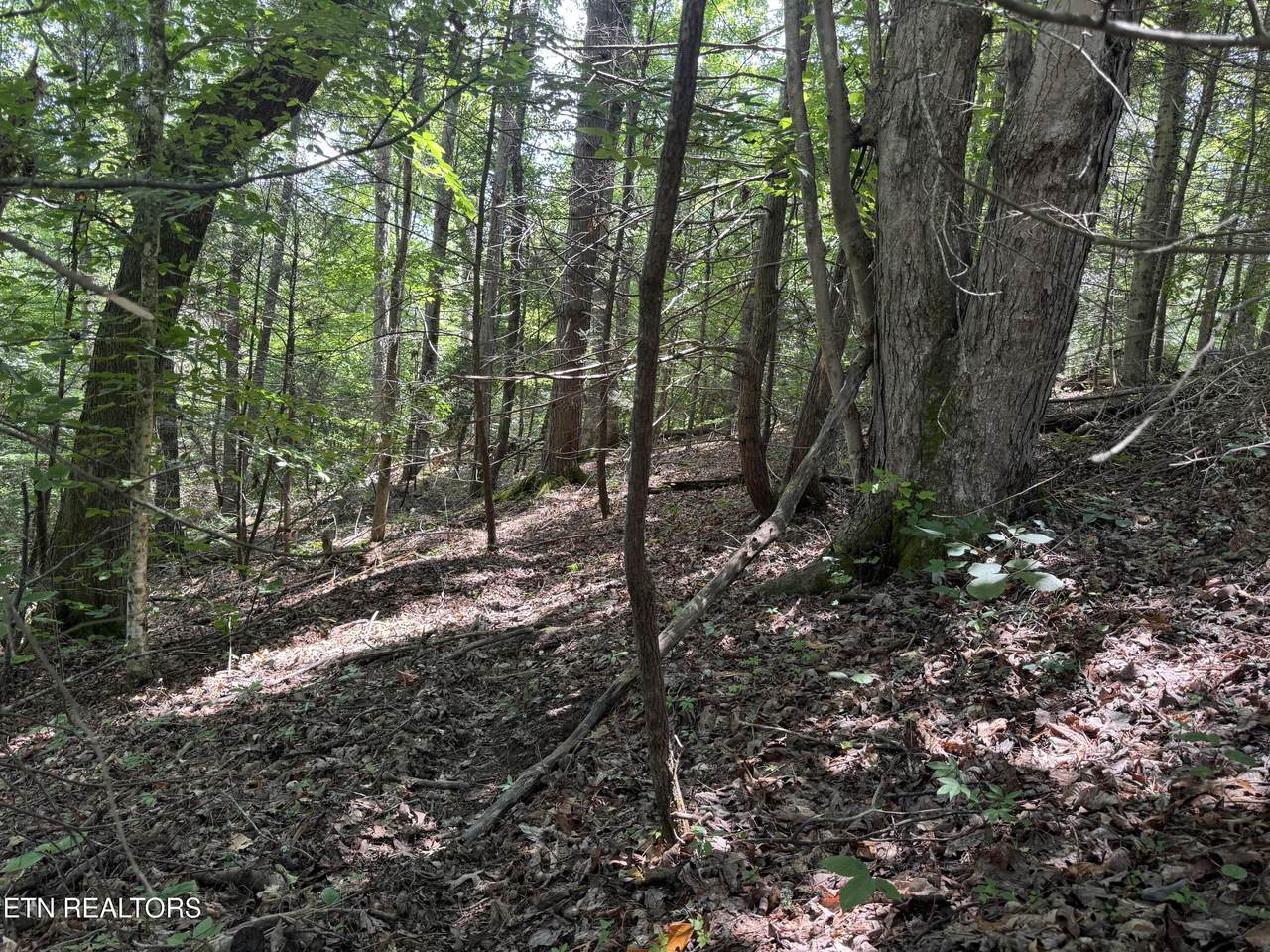 Cove Hollow Rd - Photo 1