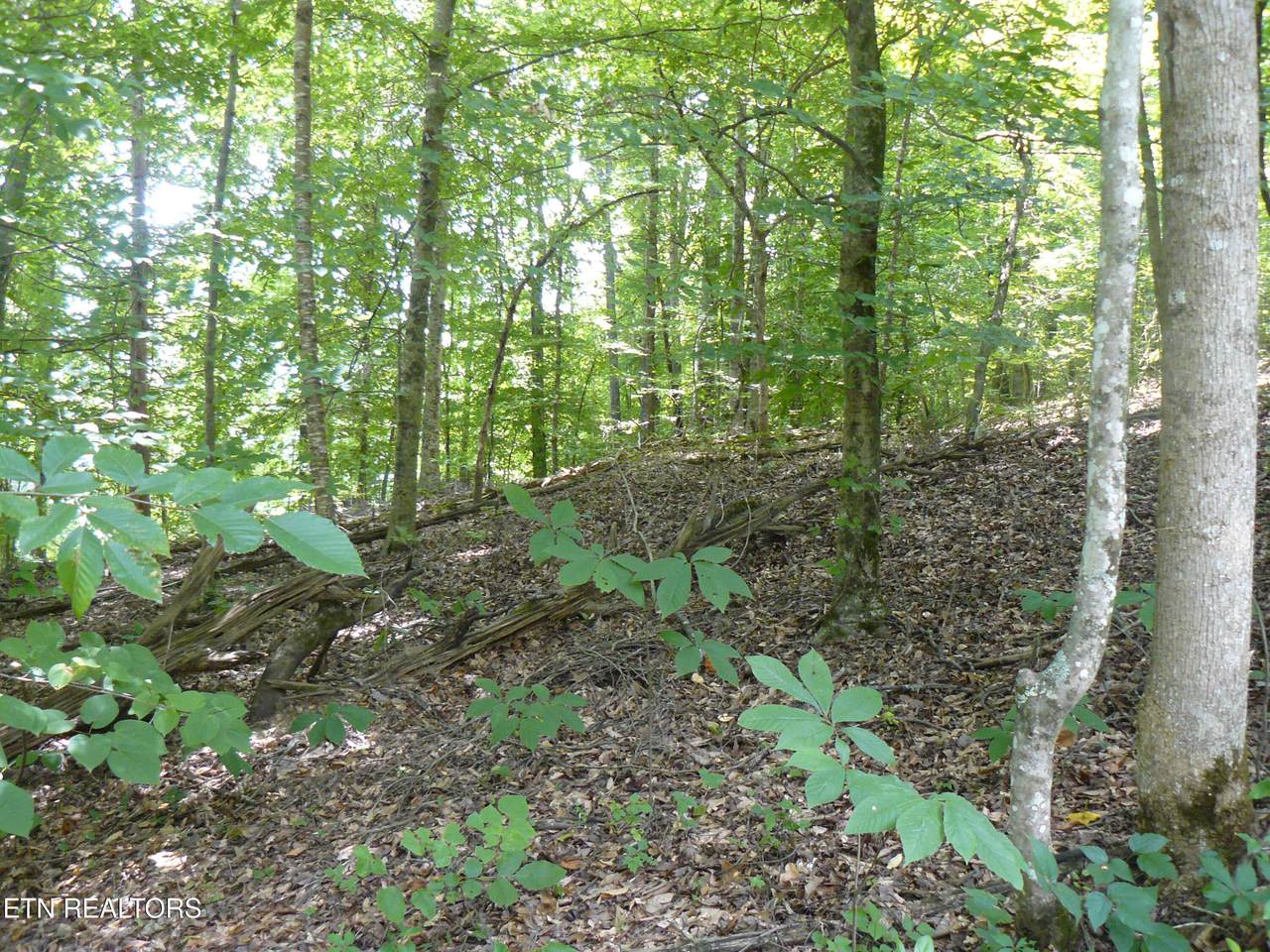  Tanglewood Rd - Photo 1