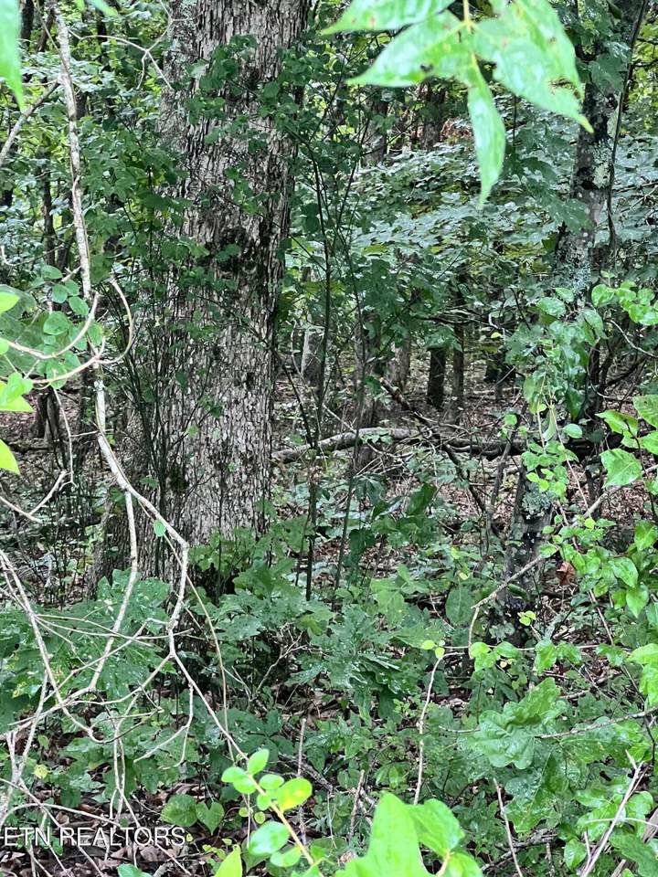  Lot 11 Willie Prigmore Rd - Photo 1