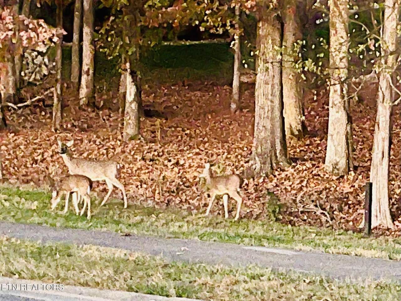 158 Hammock Court - Photo 1