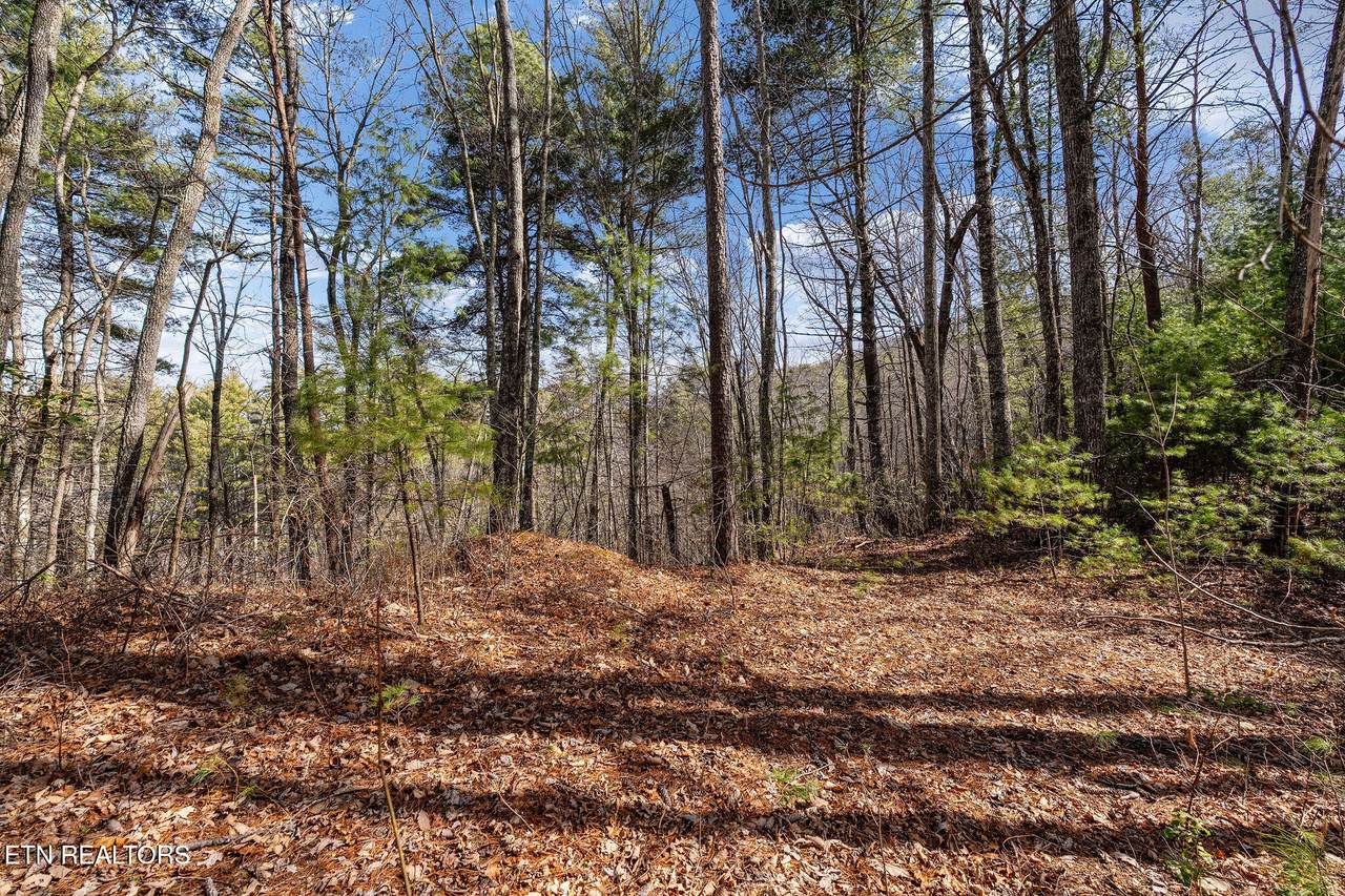 Lot 12 Paint Horse Way - Photo 1