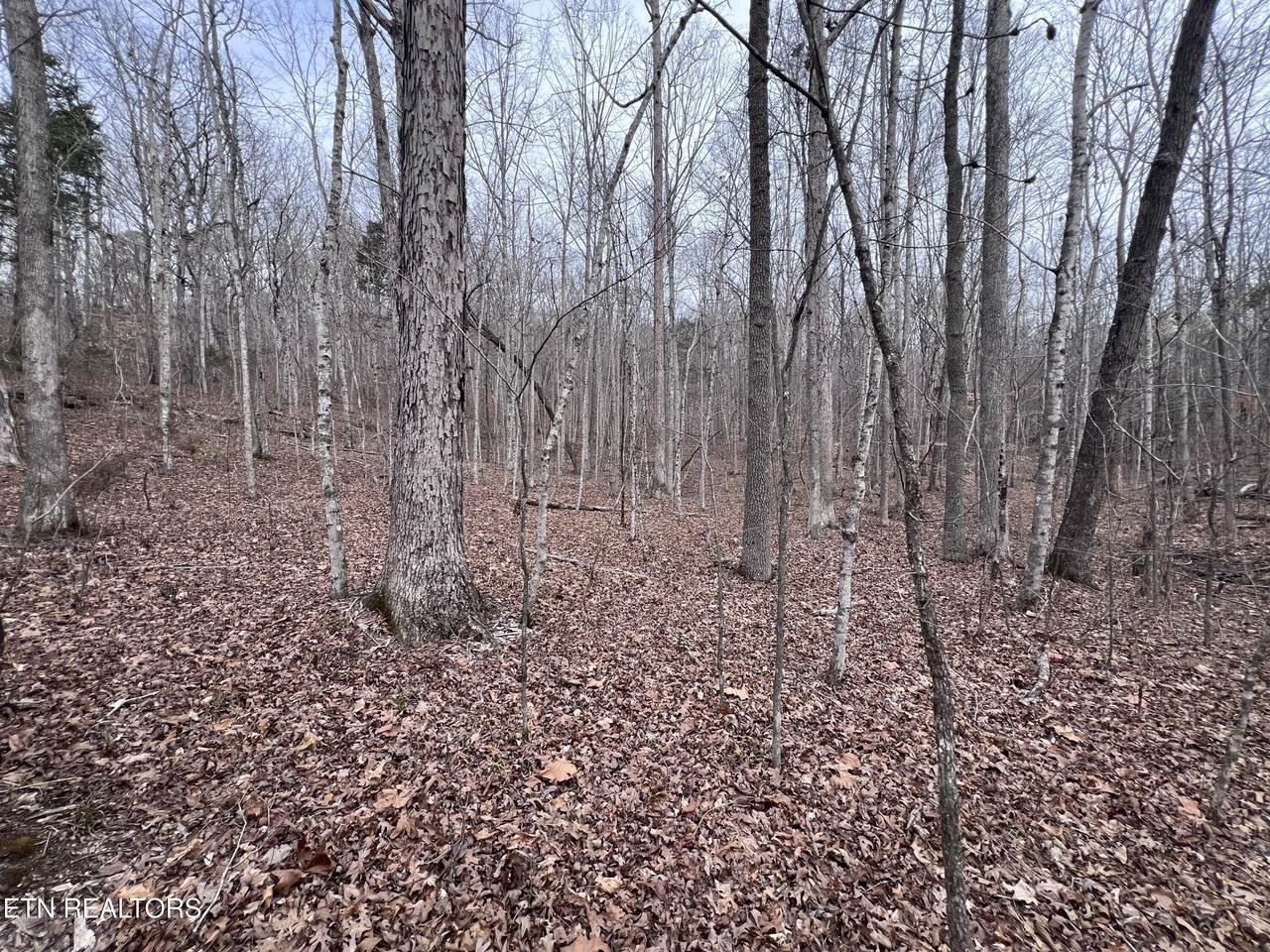  Buffalo Cove Lane - Photo 1