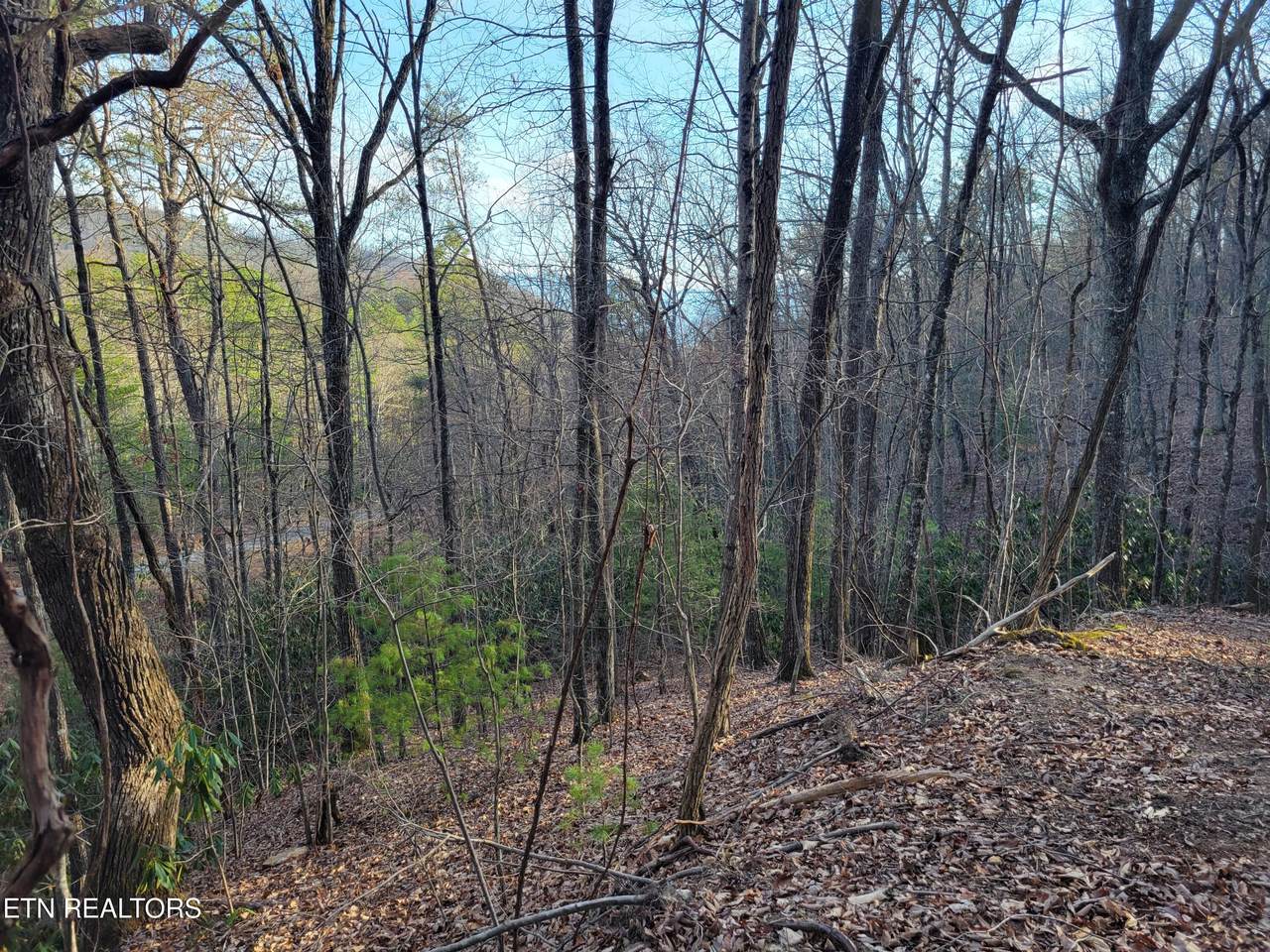Lot 5 Swann Saddle - Photo 1