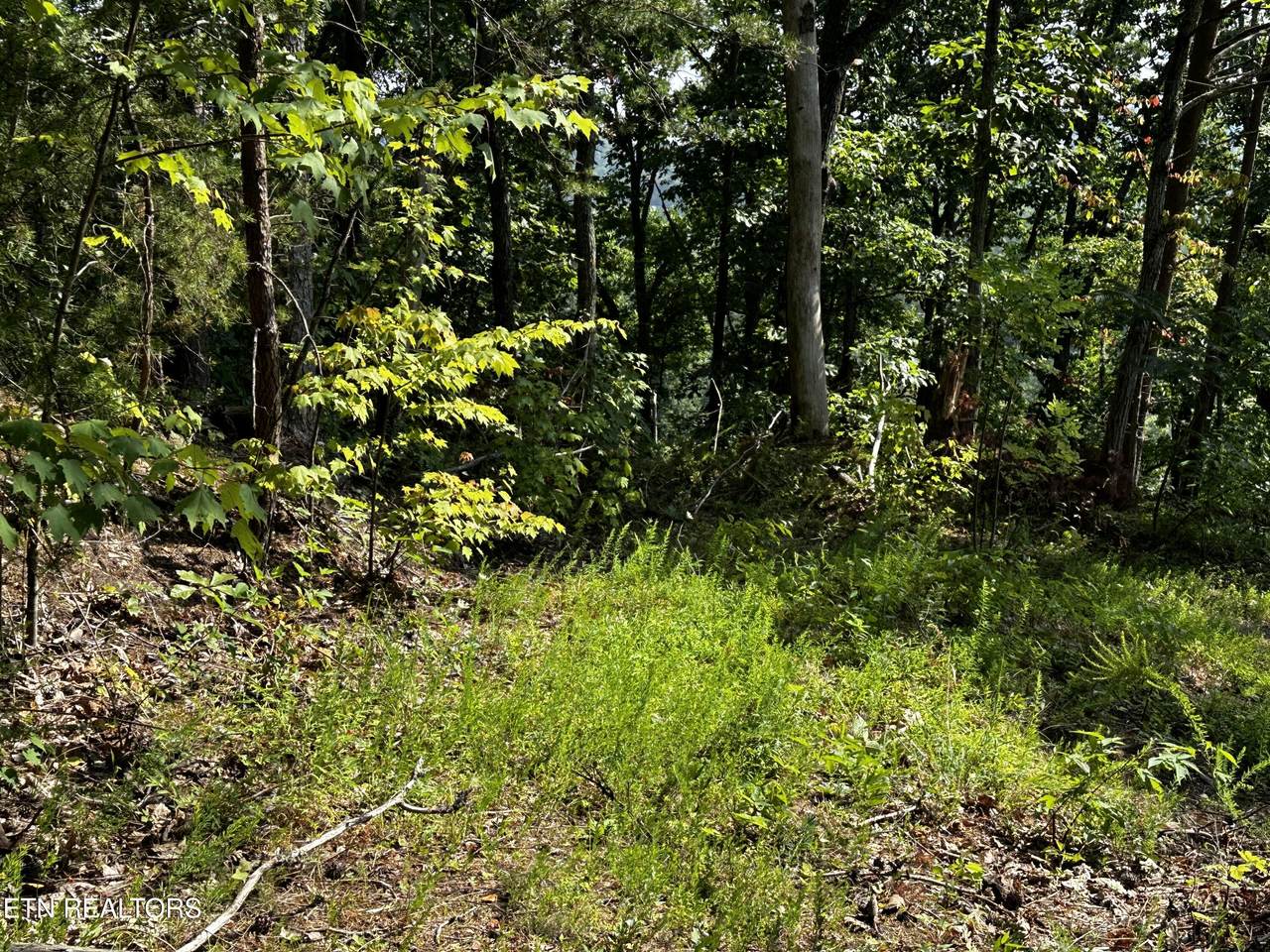  Huckleberry Way - Photo 1