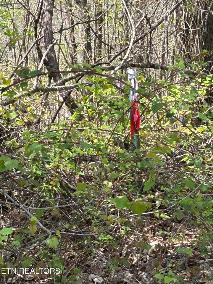 lot 27 Jones Ridge Rd - Photo 1
