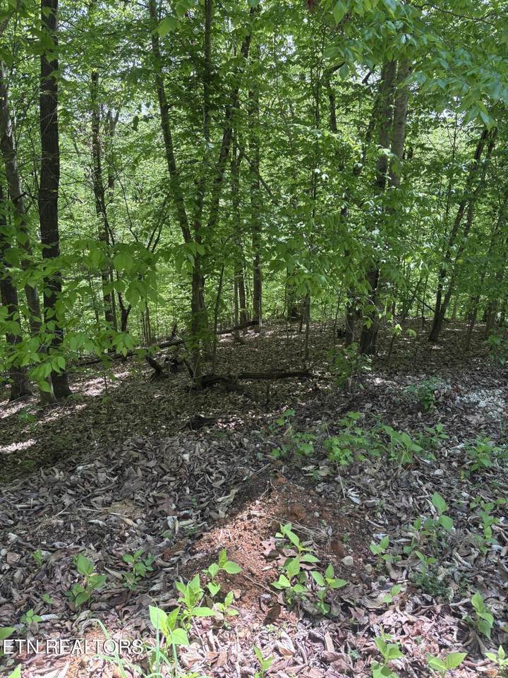  Grandpas Ridge - Photo 1