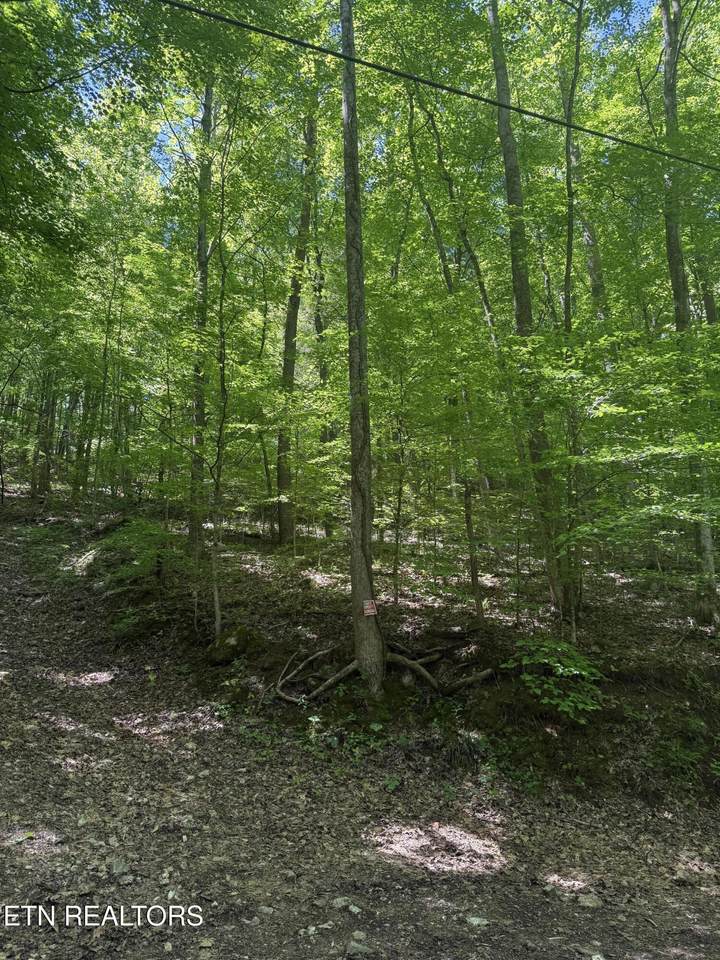  White Oak Lane - Photo 1