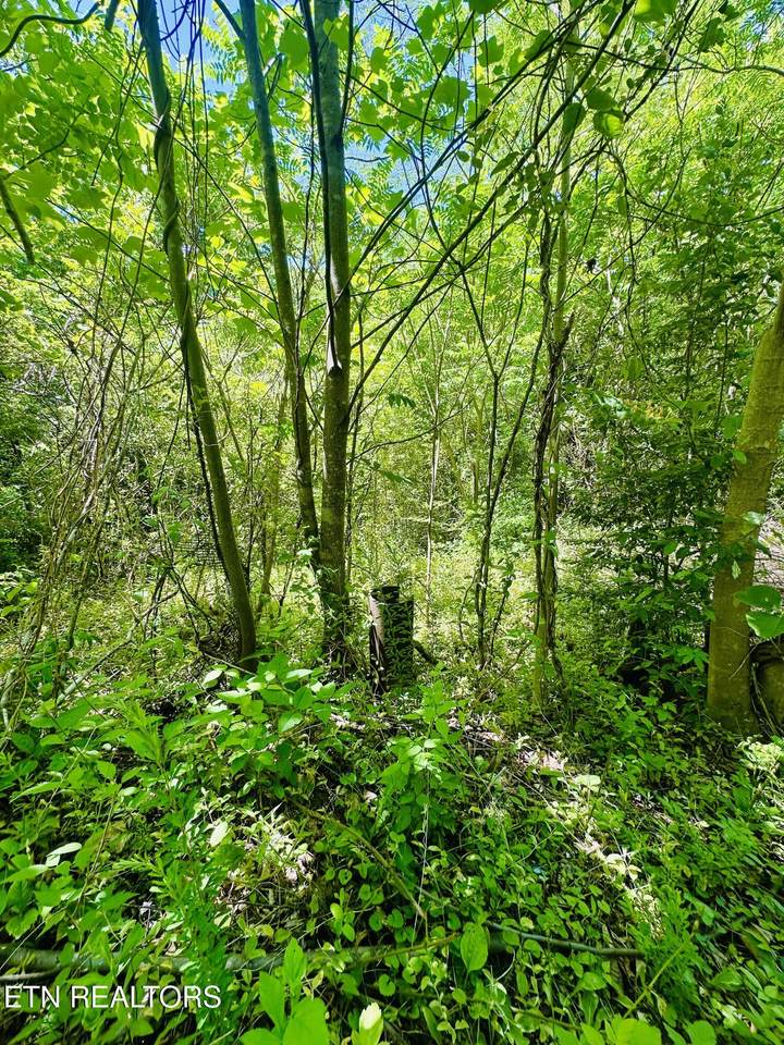  Stoney Fork Rd - Photo 1