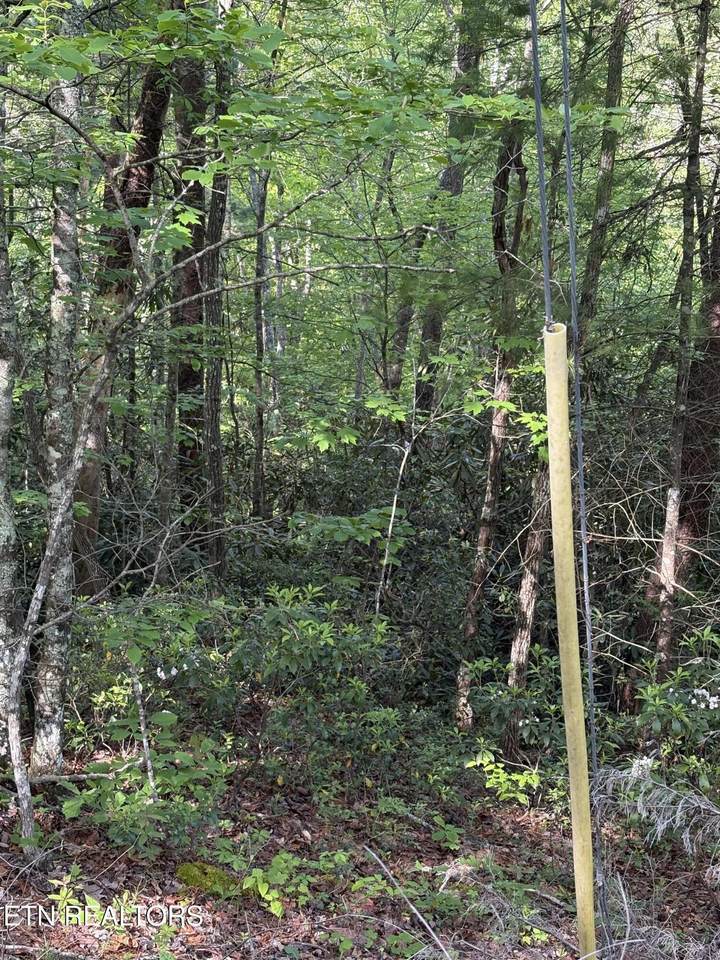 Lot 6 Walnut Flats Rd - Photo 1