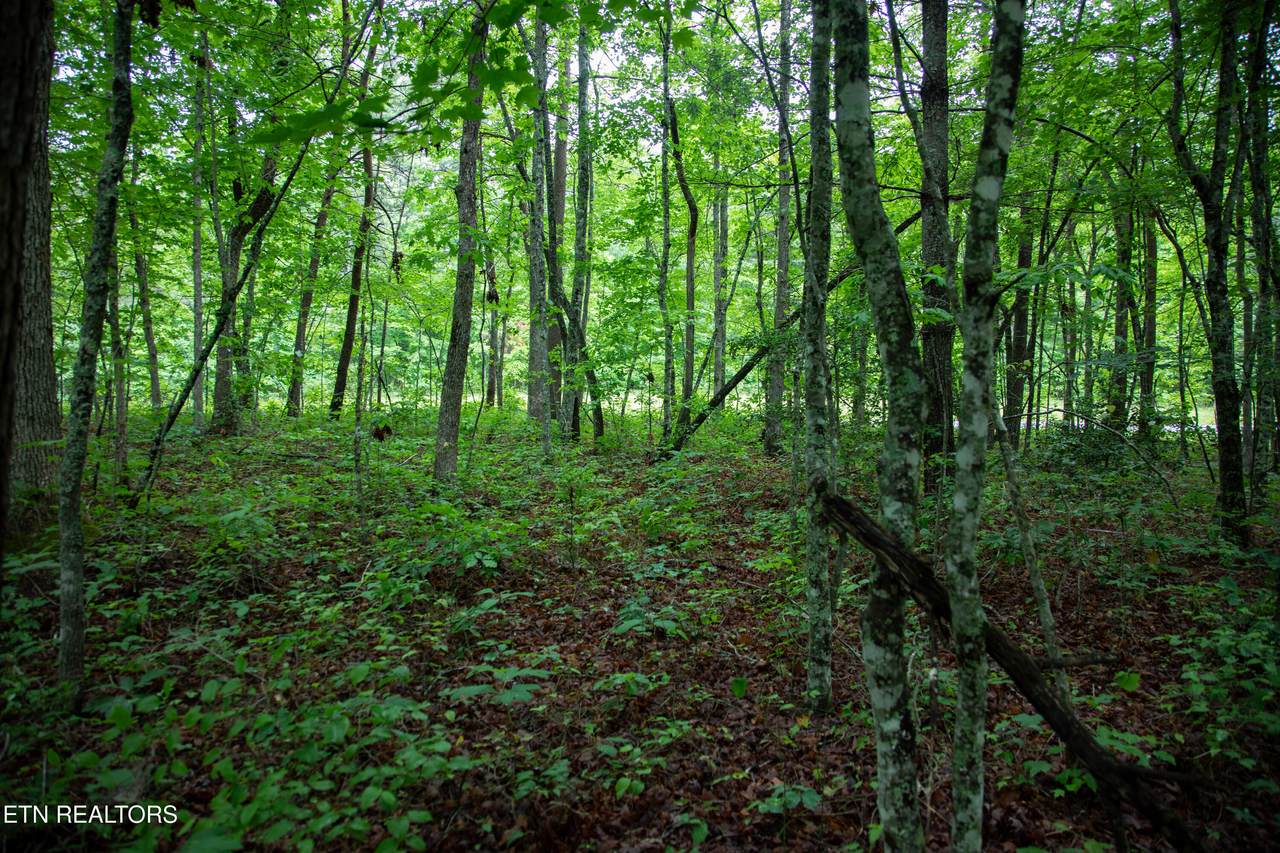 0 Lot 6 Cumberland Lakes Drive - Photo 1