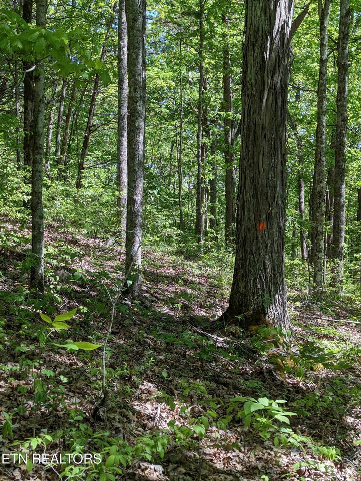  Cherokee Path - Photo 1