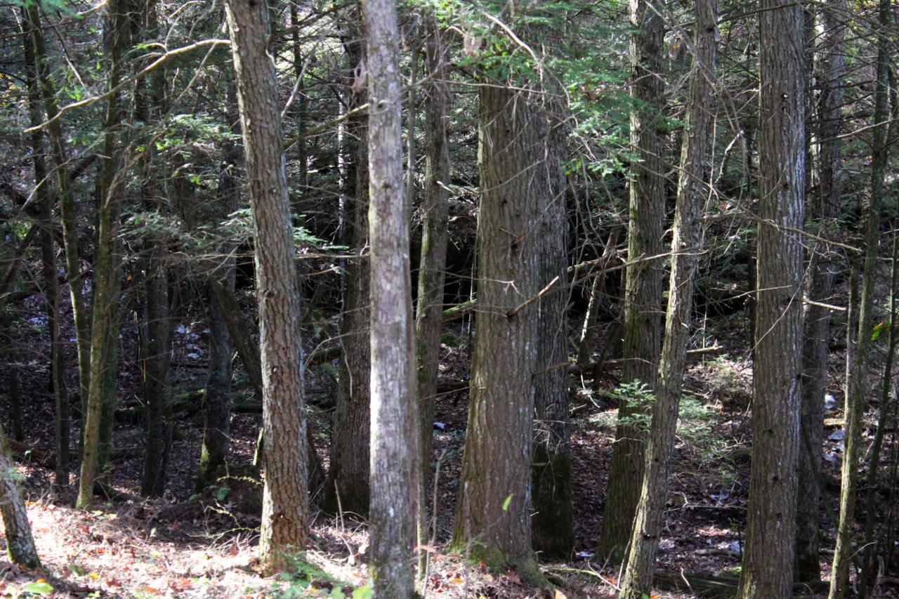 Lot 40 Double Arch Retreats - Photo 1