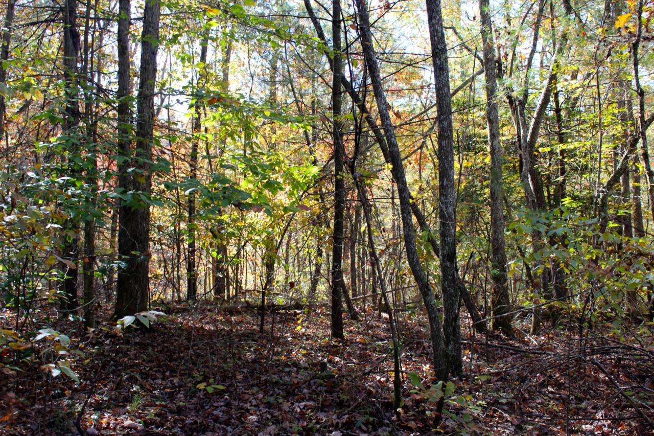 Lot 42 Double Arch Retreats - Photo 1