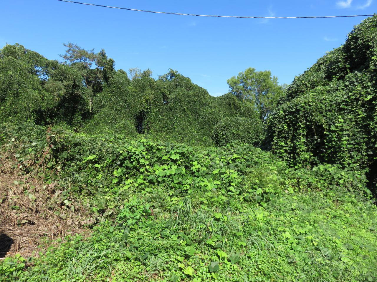 Lot #1 Sunset Drive - Photo 1