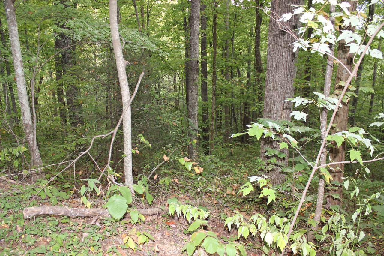 Tract 2 Suttons Rd - Photo 1