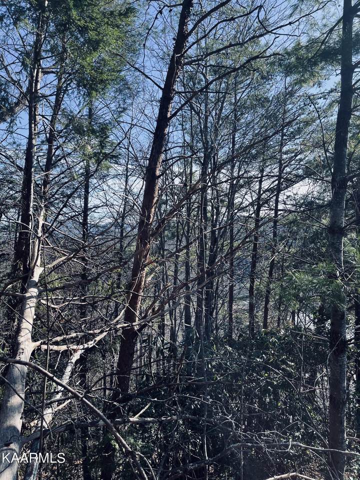 Ivy - Lot 149 Rd - Photo 1