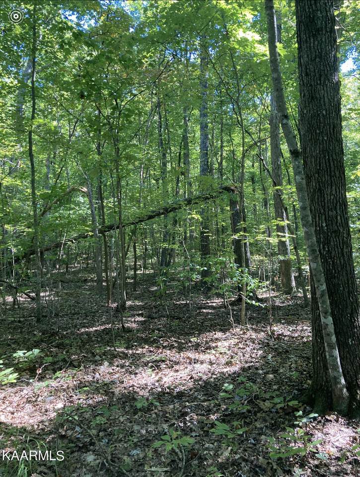 2438 Mountain Creek Rd - Photo 1